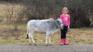 See kierra Training a Mini Zebu Yearling Heffer