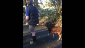 Smokey Valley Micro Miniature Zebu