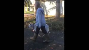 smokey valley micro/miniature zebu