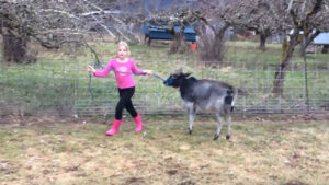 Kierra leading Miniature Zebu Heifer fast running at Smokey Valley Farm