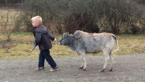 RJ having a time leading Miniature Zebu long Yearling Heifer at Smokey Valley Farm