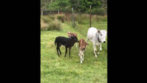 Just a couple of Mini Zebu Calf's feeling frisky and Running at Smokey Valley Farm