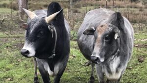 Smokey Valley Miniature Zebu a Bull and Cow.